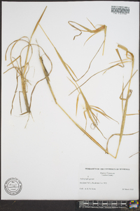 Andropogon gyrans image