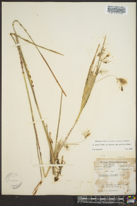 Andropogon gyrans image