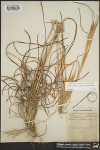 Andropogon gyrans image