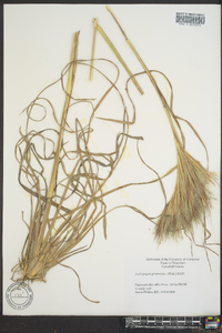 Andropogon glomeratus image