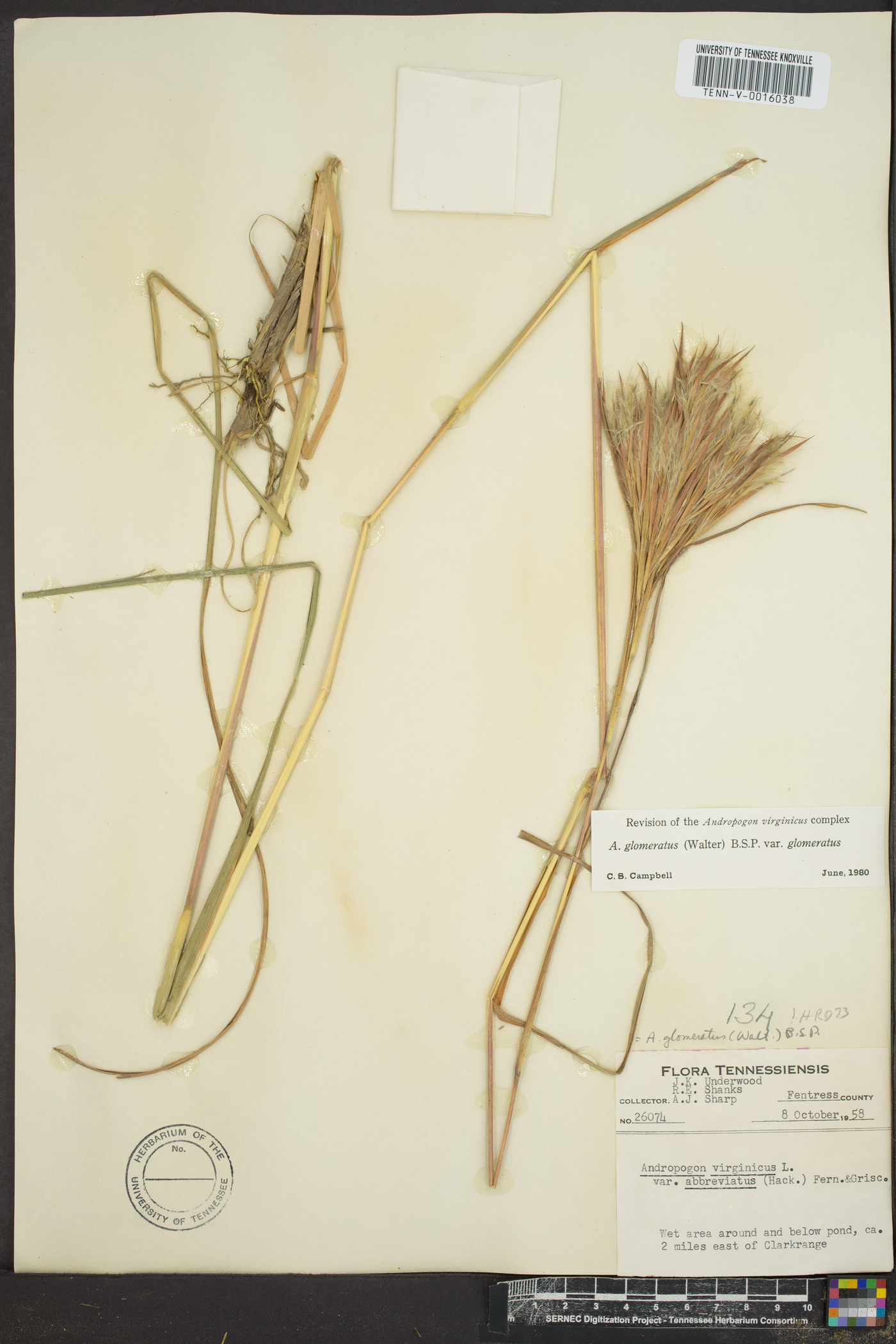 Andropogon glomeratus var. glomeratus image