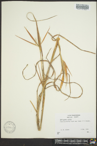 Andropogon gyrans image