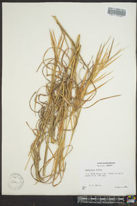 Andropogon gyrans image