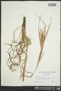 Andropogon gyrans image