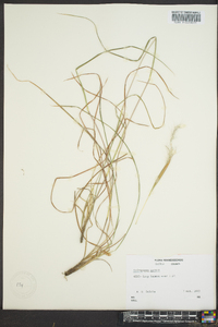 Andropogon gyrans image