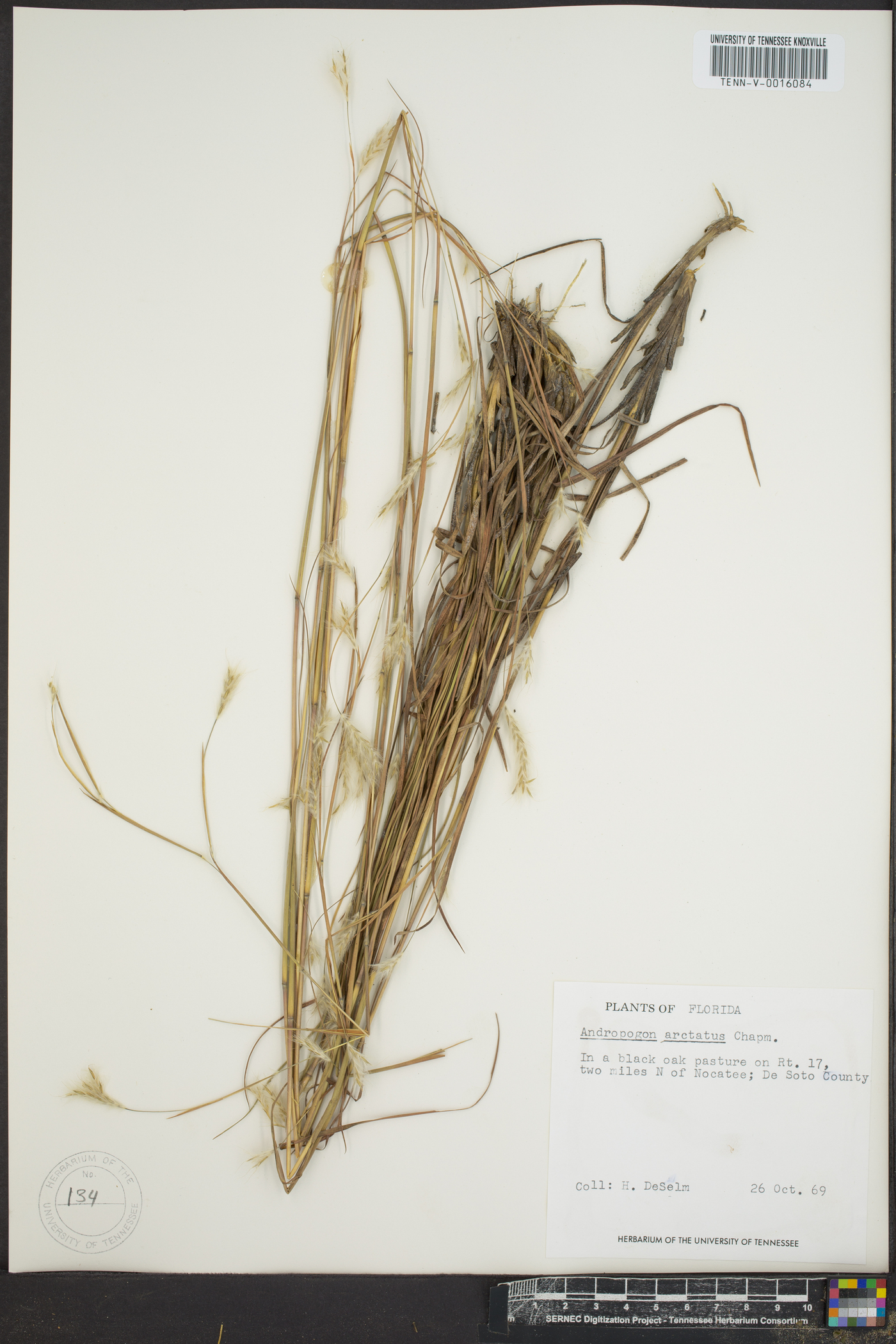 Andropogon arctatus image