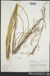 Andropogon brachystachyus image