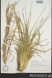 Andropogon brachystachyus image