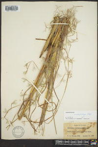 Andropogon brachystachyus image