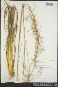 Andropogon brachystachyus image