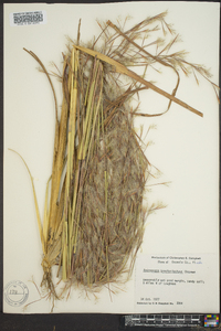 Andropogon brachystachyus image