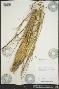 Andropogon brachystachyus image