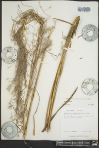 Andropogon brachystachyus image