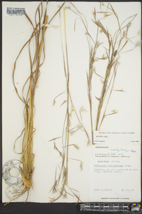 Andropogon brachystachyus image