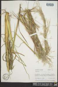 Andropogon brachystachyus image