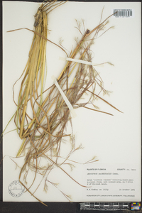 Andropogon brachystachyus image