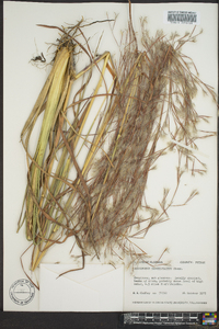 Andropogon brachystachyus image