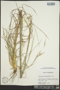 Andropogon brachystachyus image