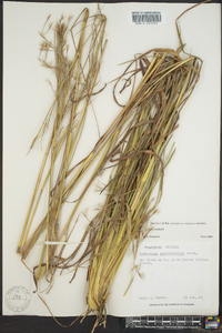 Andropogon brachystachyus image