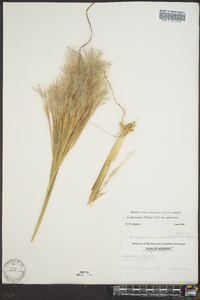 Andropogon glomeratus image