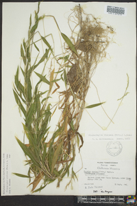 Microstegium vimineum image