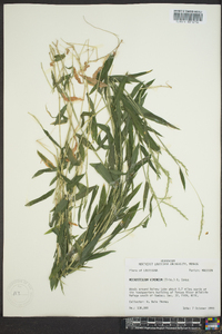 Microstegium vimineum image