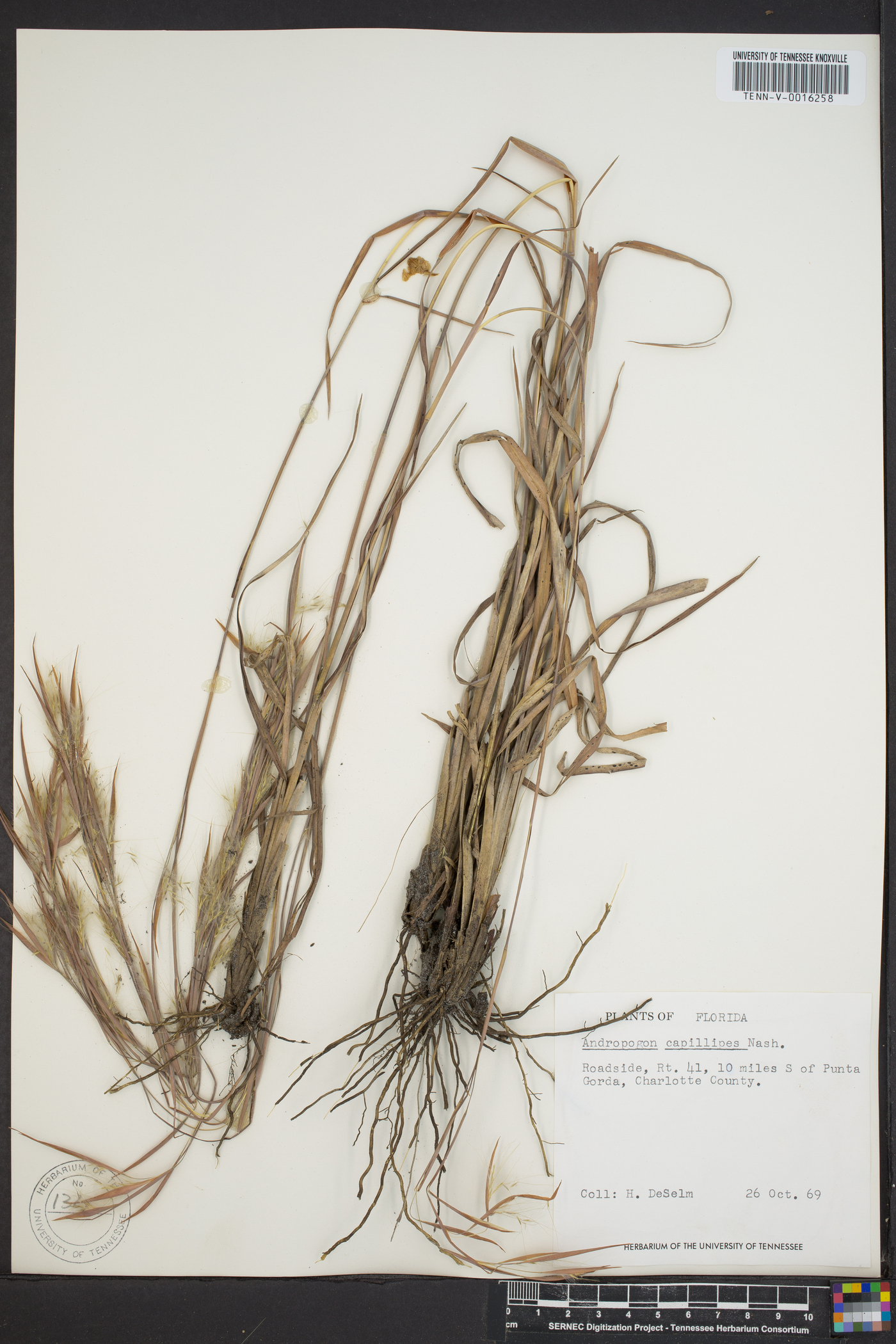 Andropogon capillipes image