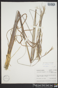 Andropogon capillipes image