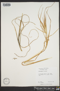 Andropogon capillipes image