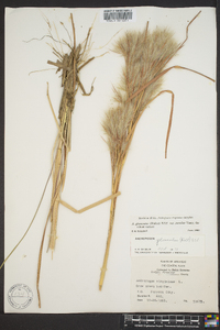 Andropogon glomeratus image