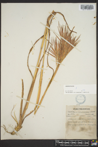 Andropogon glomeratus image