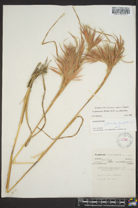 Andropogon glomeratus image