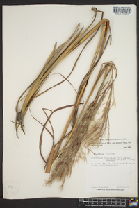 Andropogon glomeratus image