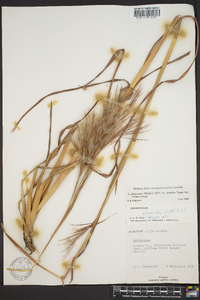 Andropogon glomeratus image