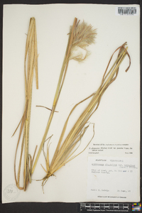 Andropogon glomeratus image