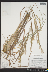 Andropogon glomeratus image