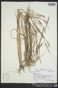 Andropogon gyrans image