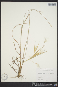 Andropogon gyrans image