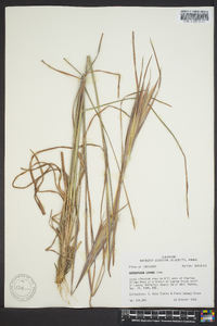 Andropogon gyrans image