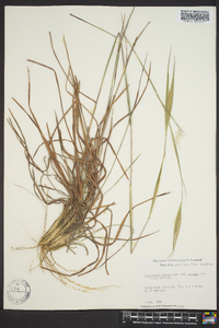 Andropogon gyrans image