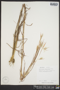 Andropogon longiberbis image