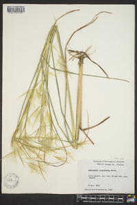 Andropogon longiberbis image