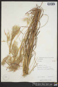 Andropogon longiberbis image