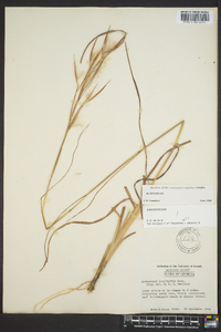 Andropogon longiberbis image