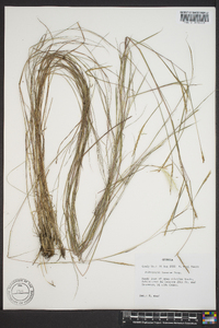 Andropogon mohrii image