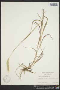 Bothriochloa saccharoides image