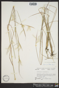 Schizachyrium scoparium var. scoparium image