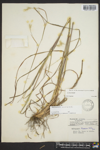 Andropogon ternarius image