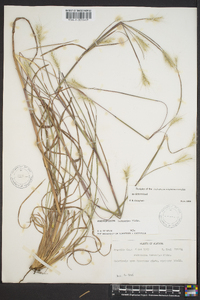 Andropogon ternarius image