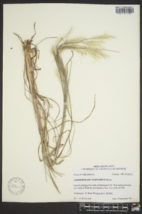 Andropogon ternarius image